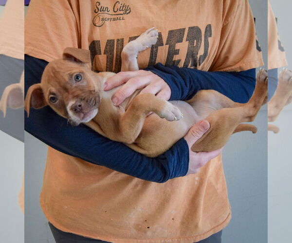 Medium Photo #6 American Staffordshire Terrier-Boxer Mix Puppy For Sale in Huntley, IL, USA