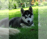 Small #1 Siberian Husky