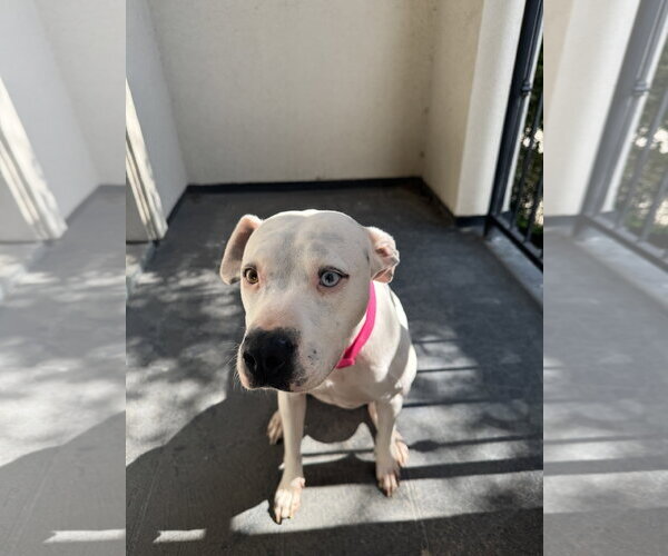 Medium Photo #7 Boxer-Pointer Mix Puppy For Sale in Houston, TX, USA