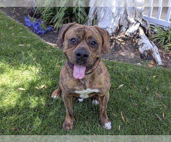 Medium Photo #2 Boxer-Unknown Mix Puppy For Sale in San Clemente, CA, USA