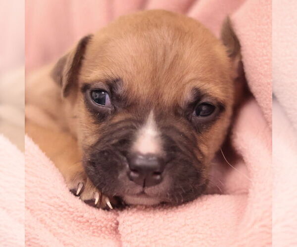 Medium Photo #10 Mutt Puppy For Sale in Philadelphia, PA, USA