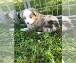 Small Photo #2 Australian Shepherd Puppy For Sale in ZANESVILLE, OH, USA