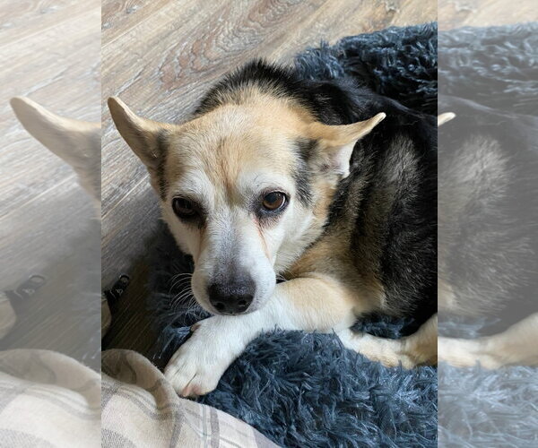 Medium Photo #3 Chihuahua-Unknown Mix Puppy For Sale in Cookeville, TN, USA