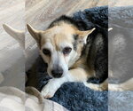 Small #2 Chihuahua Mix