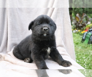 Labrador Retriever-Siberian Husky Mix Puppy for sale in SHILOH, OH, USA