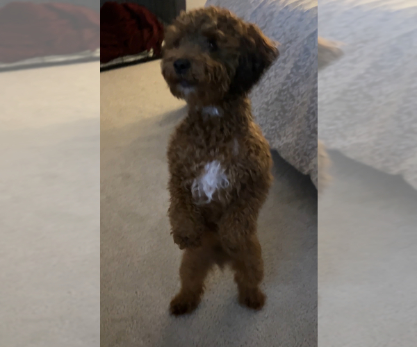 Medium Photo #1 Poodle (Miniature) Puppy For Sale in WALDORF, MD, USA