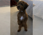 Small Photo #1 Poodle (Miniature) Puppy For Sale in WALDORF, MD, USA