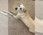 Small #4 Anatolian Shepherd Mix