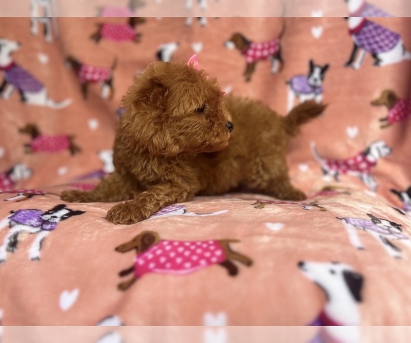 Medium Photo #2 Cavapoo Puppy For Sale in LAKELAND, FL, USA