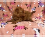 Small #1 Cavapoo