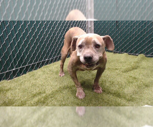 Medium Photo #1 Mutt Puppy For Sale in Downey, CA, USA