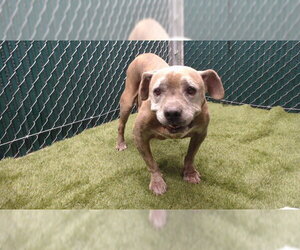 Mutt Dogs for adoption in Downey, CA, USA