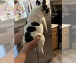 Small Photo #35 French Bulldog Puppy For Sale in KANSAS CITY, MO, USA