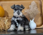 Small #6 Schnauzer (Miniature)