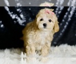 Small #4 Maltipoo