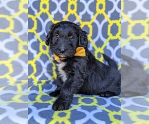 Border Collie-Labradoodle Mix Puppy for sale in KIRKWOOD, PA, USA