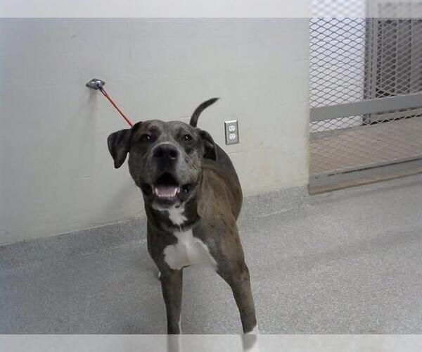 Medium Photo #1 Staffordshire Bull Terrier-Unknown Mix Puppy For Sale in Pasadena, TX, USA