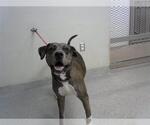 Small Staffordshire Bull Terrier Mix