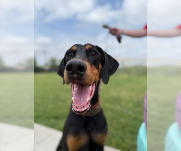 Medium Photo #2 Doberman Pinscher Puppy For Sale in Omaha, NE, USA