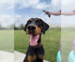 Small #1 Doberman Pinscher
