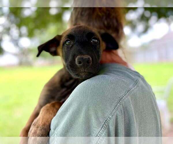 Medium Photo #2 Mutt Puppy For Sale in Stevens Point, WI, USA