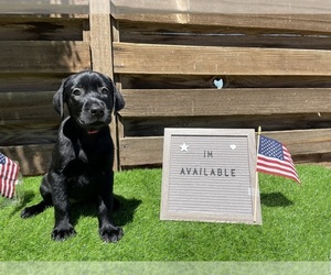 Labrador Retriever Puppy for sale in LANCASTER, CA, USA
