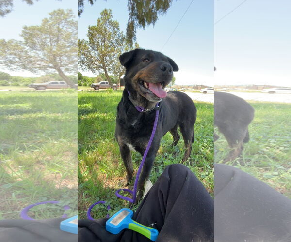 Medium Photo #3  Puppy For Sale in , 