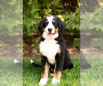 Small Photo #1 Bernese Mountain Dog Puppy For Sale in WOLCOTTVILLE, IN, USA