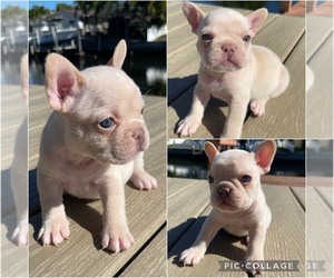 French Bulldog Puppy for sale in BRANFORD, FL, USA