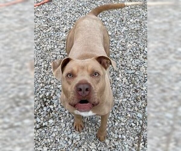 Medium Photo #5 American Pit Bull Terrier-Unknown Mix Puppy For Sale in Franklin, IN, USA