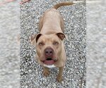 Small #4 American Pit Bull Terrier Mix