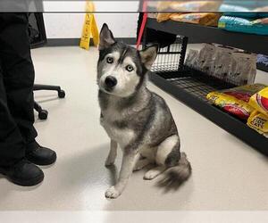 Siberian Husky Dogs for adoption in Corona, CA, USA