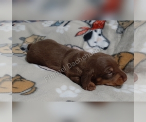 Dachshund Puppy for sale in VALDOSTA, GA, USA