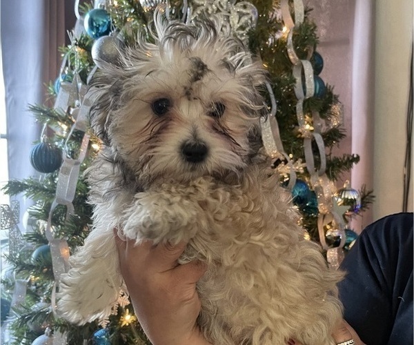 Medium Photo #17 Maltipoo (Miniature) Puppy For Sale in PALMDALE, CA, USA
