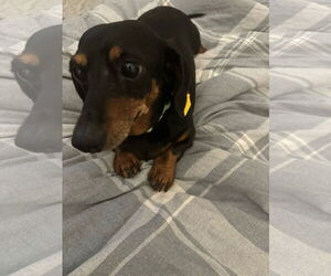 Dachshund Dogs for adoption in New York, NY, USA