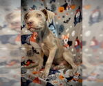 Small #2 American Pit Bull Terrier