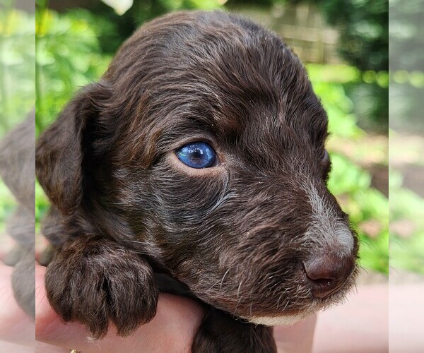 Medium Photo #4 F2 Aussiedoodle Puppy For Sale in COLUMBIA, TN, USA