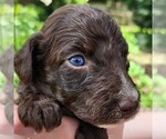 Small #3 F2 Aussiedoodle