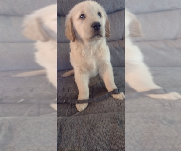 Full screen Photo #6 Golden Retriever Puppy For Sale in TOPEKA, KS, USA