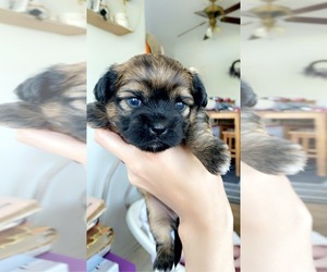 Shorkie Tzu Puppy for sale in COLUMBIA, MO, USA
