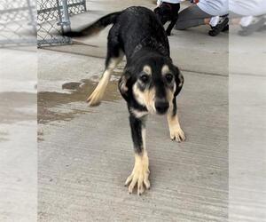 German Shepherd Dog-Unknown Mix Dogs for adoption in Peoria, IL, USA