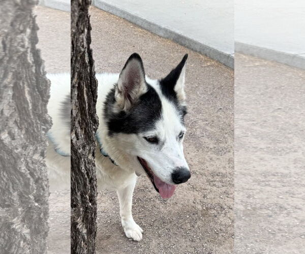 Medium Photo #2 Siberian Husky Puppy For Sale in Cedar Crest, NM, USA