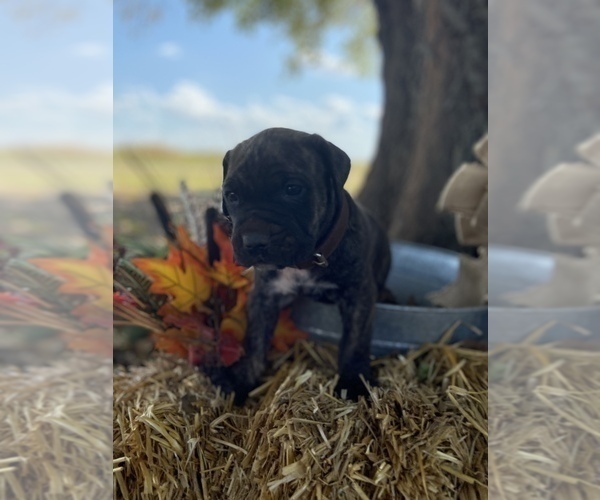 Medium Photo #3 Cane Corso Puppy For Sale in WALTERS, OK, USA