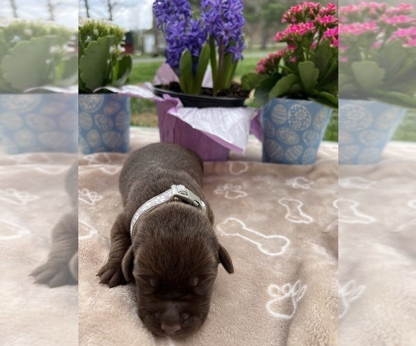 Medium Photo #10 Labrador Retriever Puppy For Sale in NEOLA, WV, USA