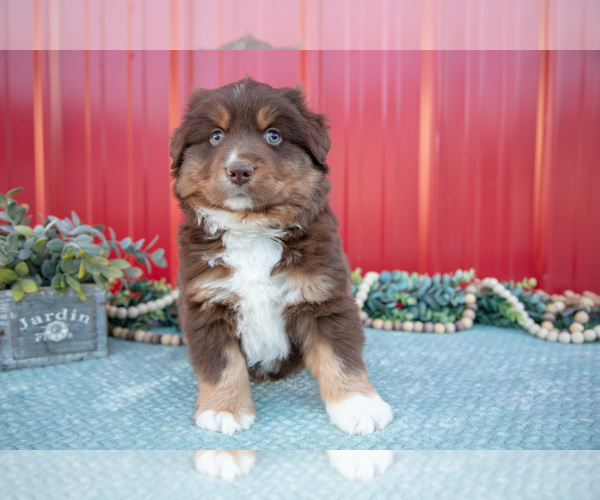 Medium Photo #2 Miniature Australian Shepherd Puppy For Sale in MILLERSBURG, OH, USA