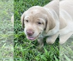 Small #8 Labrador Retriever
