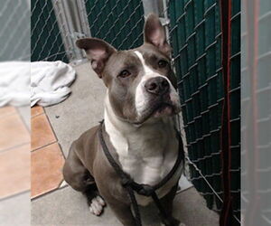 Mutt Dogs for adoption in Downey, CA, USA