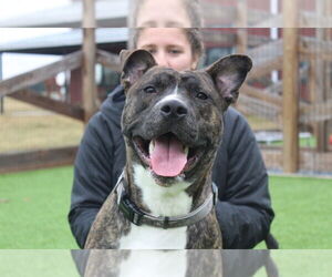 Mutt Dogs for adoption in Chestertown, MD, USA