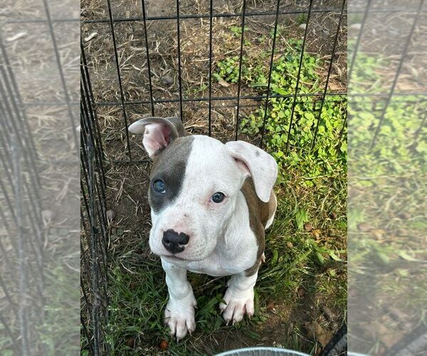 Medium Photo #1 American Pit Bull Terrier Puppy For Sale in BROCKTON, MA, USA