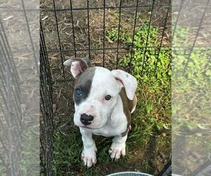 American Pit Bull Terrier Puppy for Sale in BROCKTON, Massachusetts USA